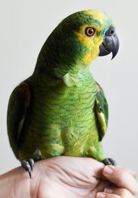 teaching your bird to talk