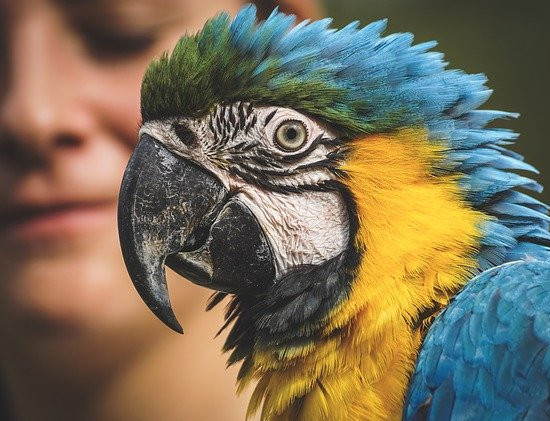 training pet birds