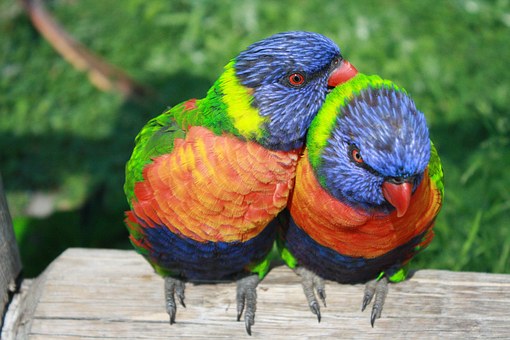 nectar eating birds