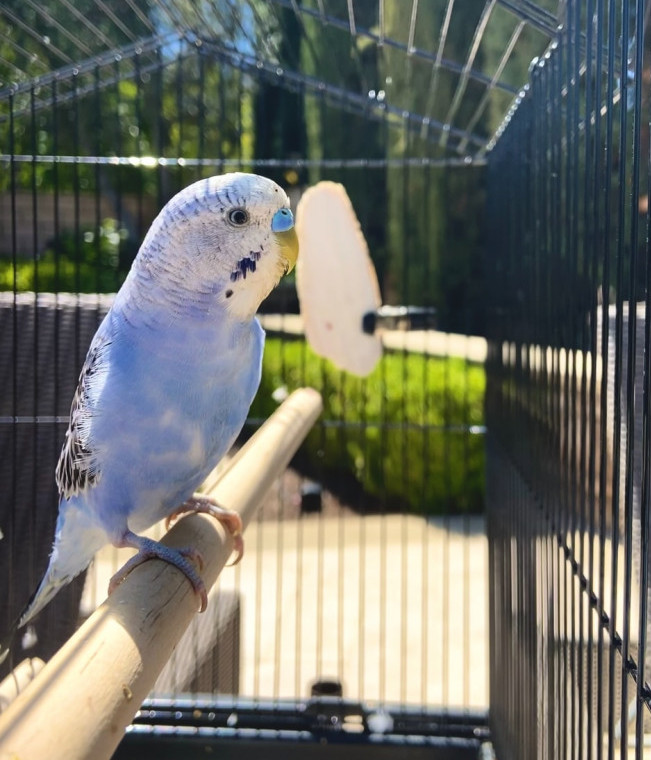 how to keep a bird cage clean