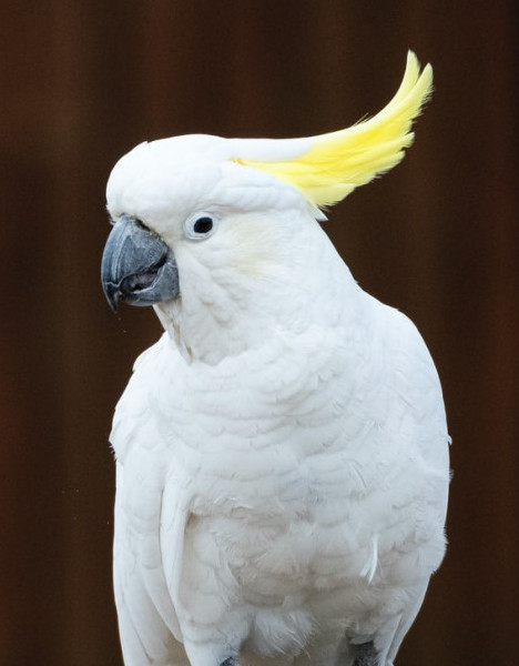 exotic bird shows