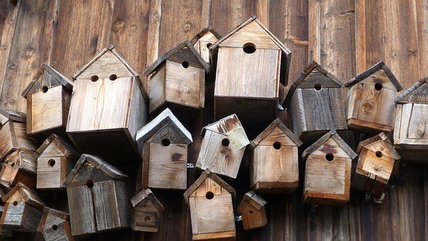 bird nest guide
