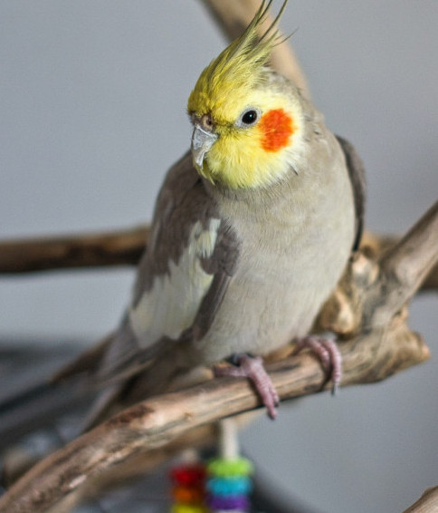 fledgling bird care