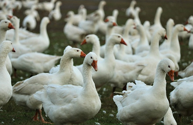 avian influenza bird flu