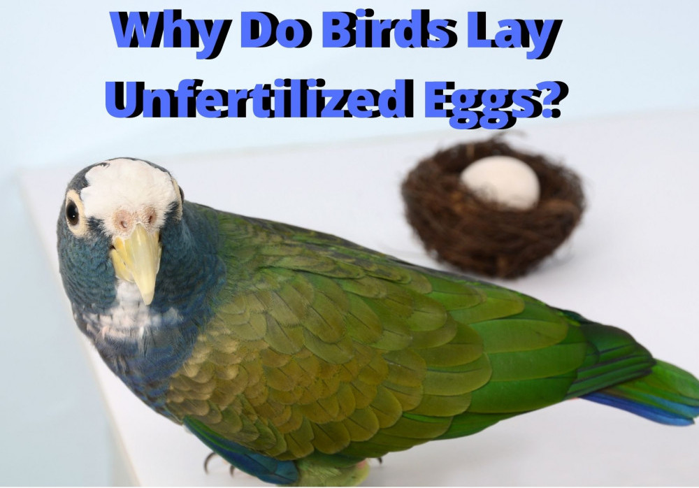why do birds lay unfertilized eggs