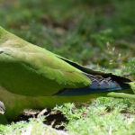 Australian grass parakeets