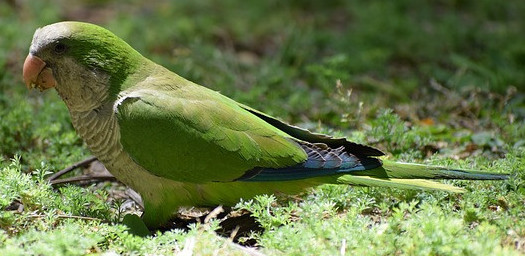 Australian grass parakeets