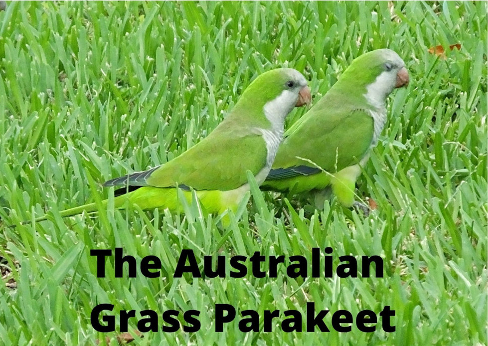 Australian grass parakeet
