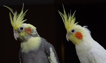 cockatiel parrots
