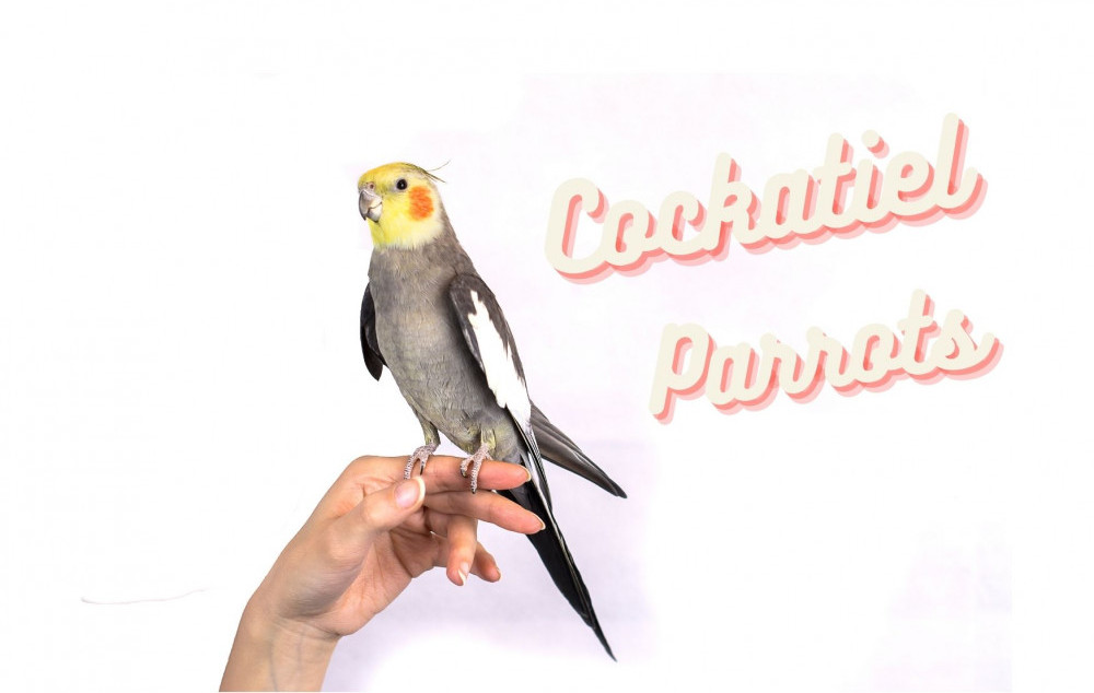 cockatiel parrots