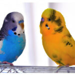 types of budgies