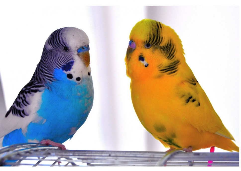 types of budgies