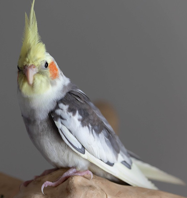what are cockatiels