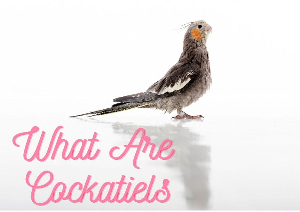 what are cockatiels