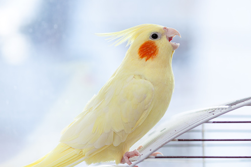 cockatiels and mimicry
