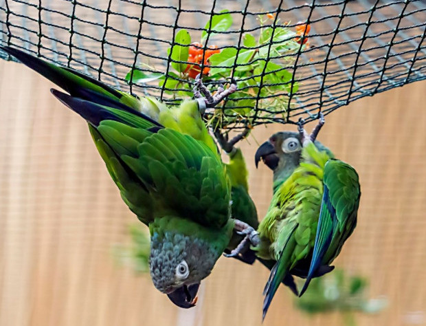 hanging parrots