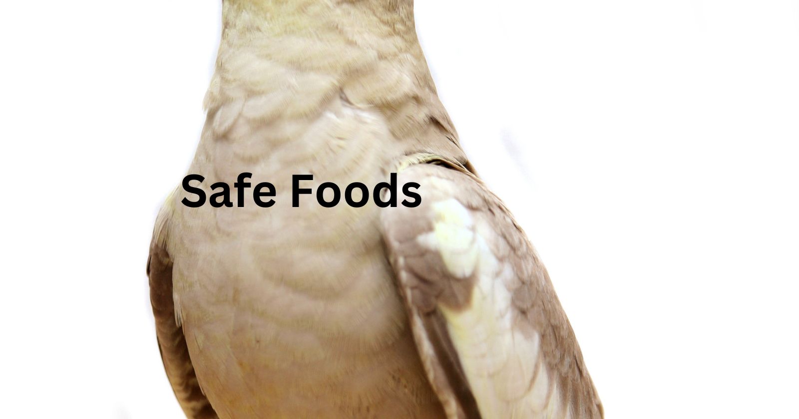 safe foods for cockatiels