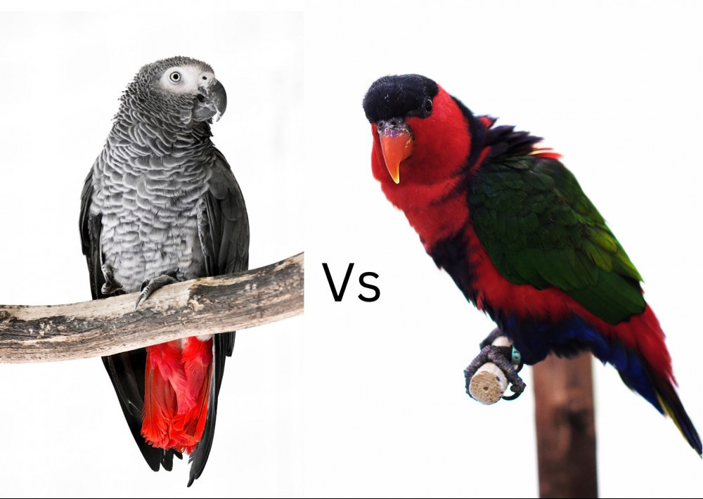 grey parrots vs eclectus parrots