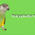 poicephalus parrots