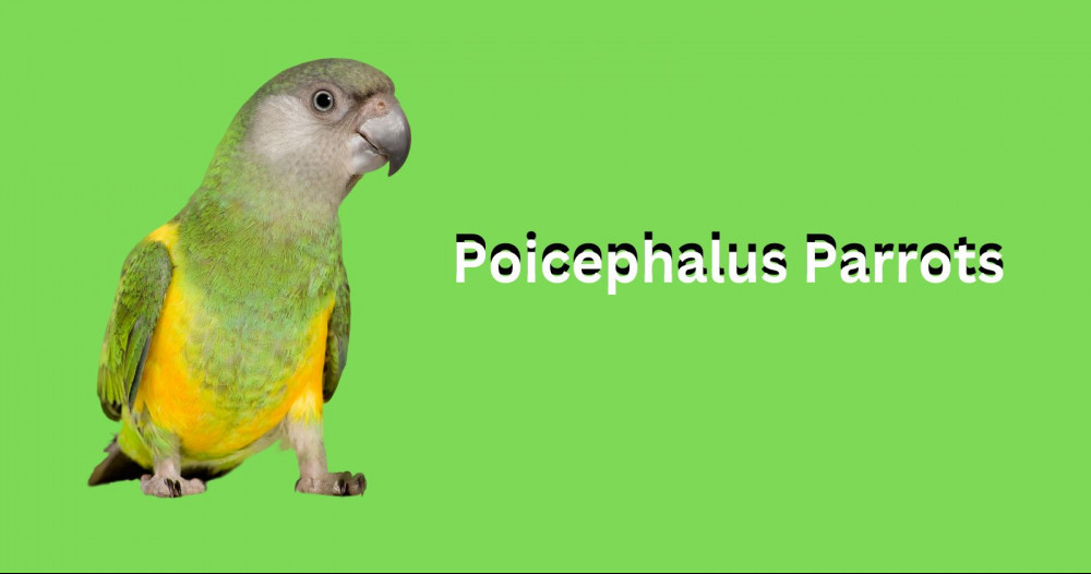 poicephalus parrots