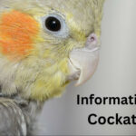 information on cockatiels