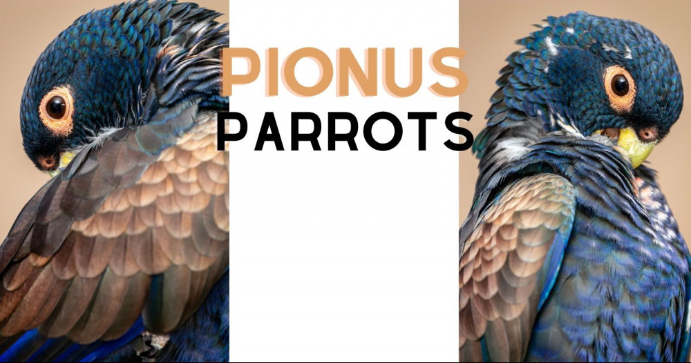types of pionus parrots