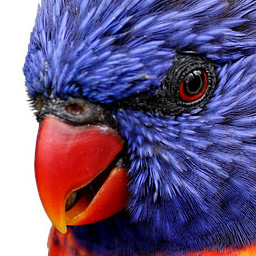 types of poinus parrots