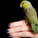 types of parrotlets