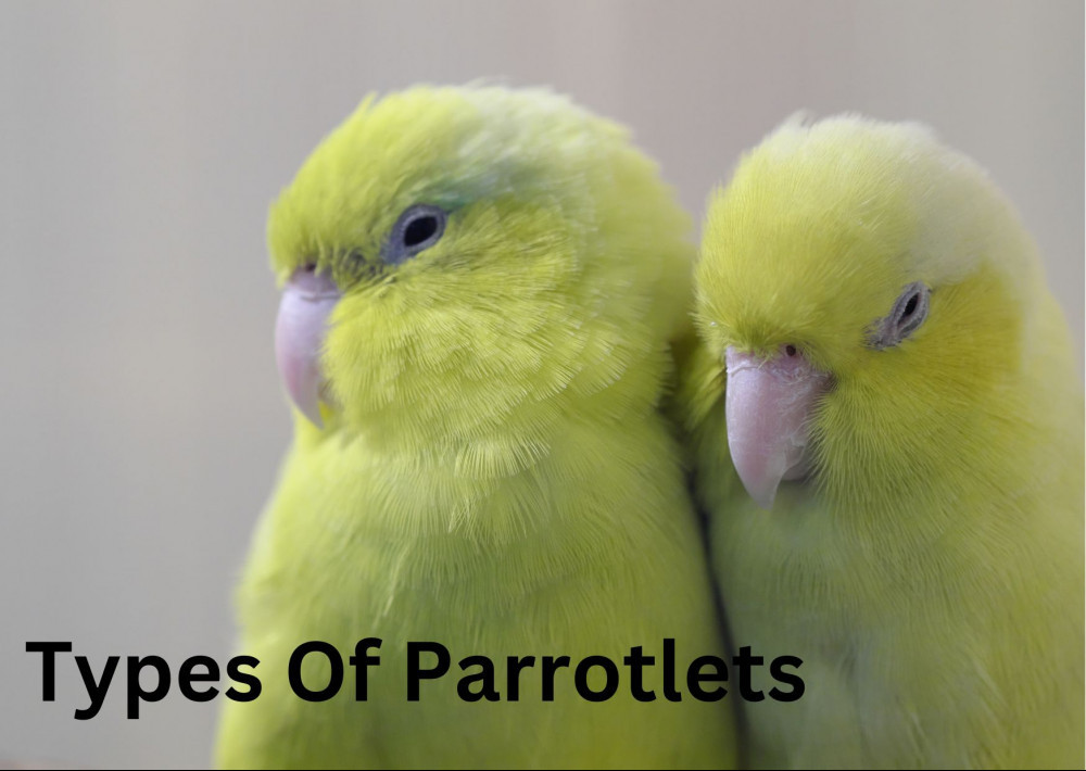 types of parrotlets