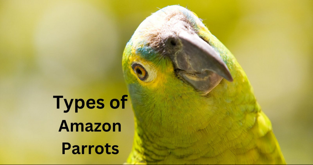 different types of amazon parrots