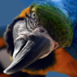 different types of macaws