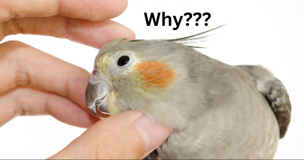 why do cockatiels enjoy having their head scratched
