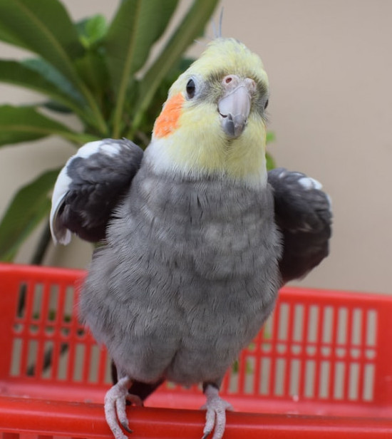 why do cockatiels enjoy having their heads scratched