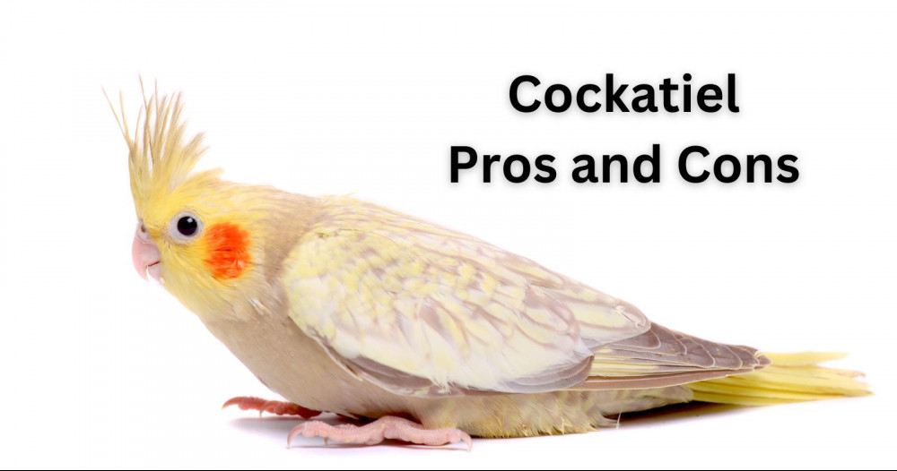 cockatiel pros and cons