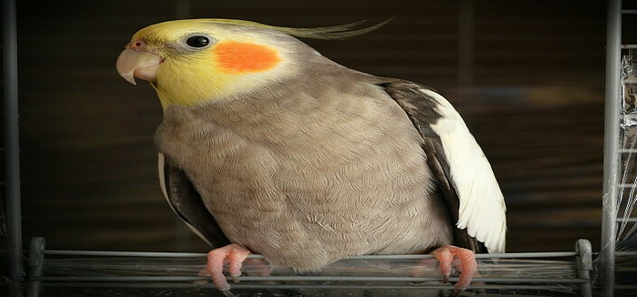 how much attention do cockatiels need
