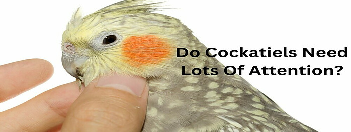 do cockatiels need lots of attention