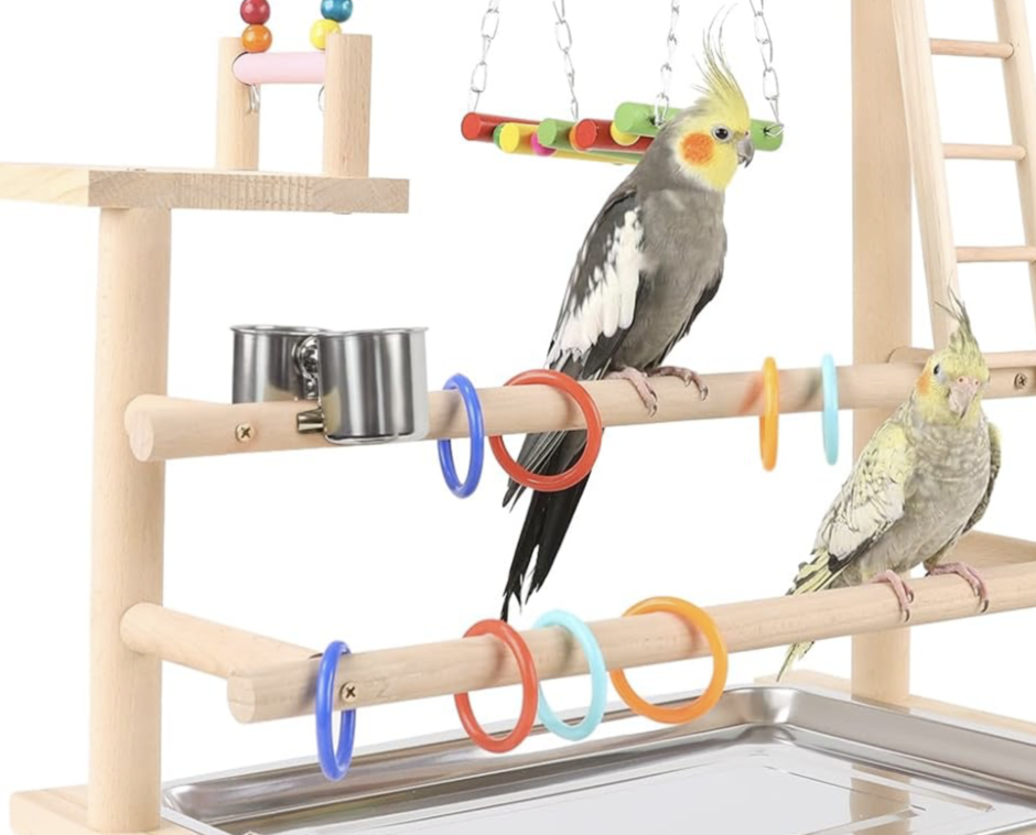 Find A Cockatiel Playground Your Bird Will Love - Cockatiels As Pets