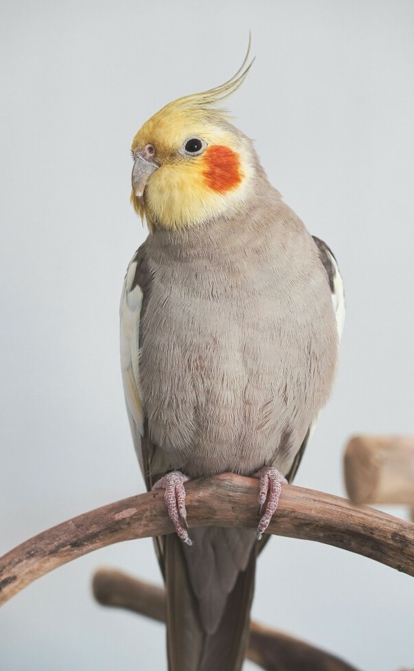 choosing the perfect cockatiel