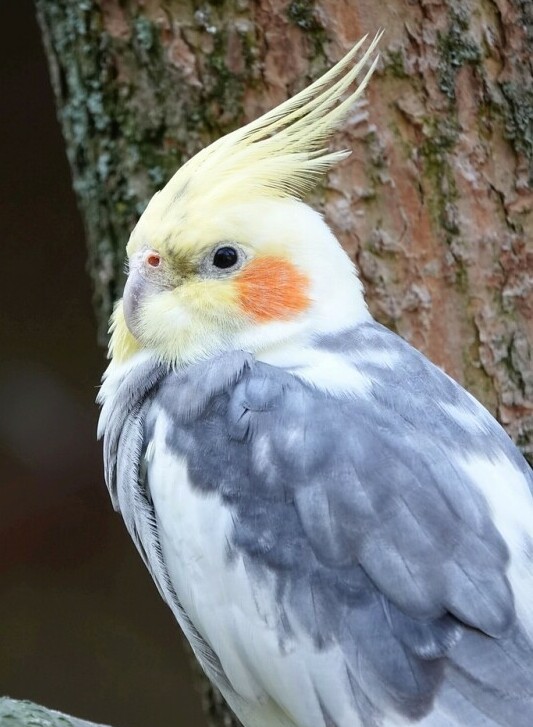 common grey cockatiel