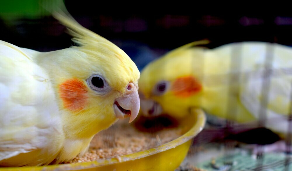 lutino cockatiels