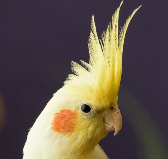 lutino cockatiels