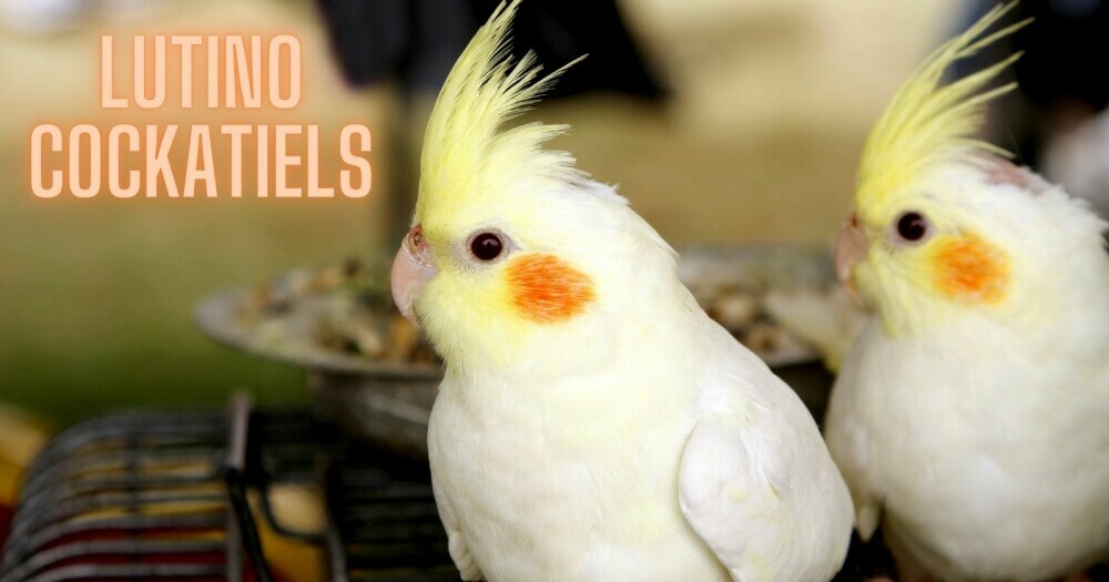 lutino cockatiels