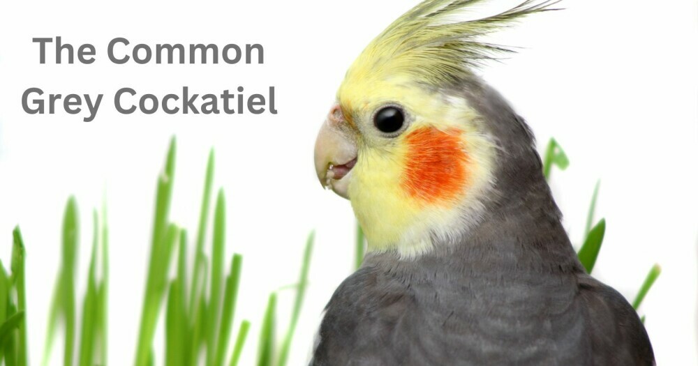 the common grey cockatiel