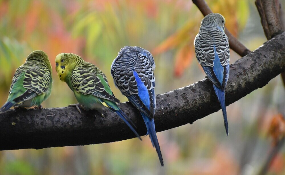 building a bird aviary