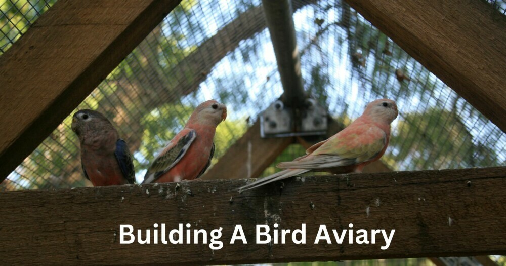 building a bird aviary