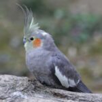tips for adopting a rescue cockatiel