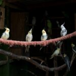 Different Types And Varieties Of Cockatiels And Their Characteristics