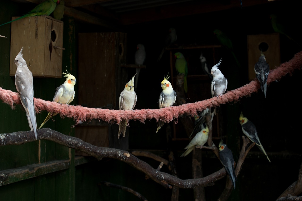 Different Types And Varieties Of Cockatiels And Their Characteristics