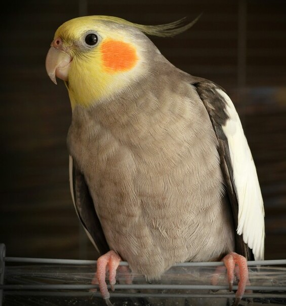 cockatiels as pets