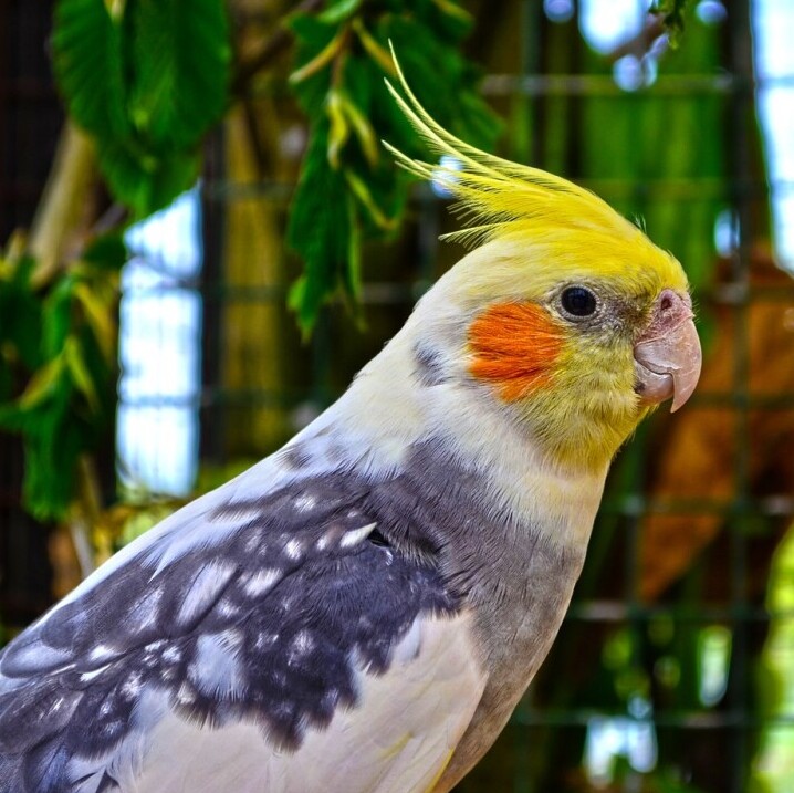 Different Types And Varieties Of Cockatiels And Their Characteristics